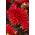 Dahlia - Garden Wonder - groot pakket! - 10 stuks - 