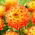 Dahlia - Procyon - suur pakk! - 10 tk