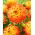 Dahlia - Procyon - suur pakk! - 10 tk