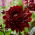 Dahlia - Karma Choc - ¡paquete grande! - 10 piezas