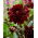 Dahlia - Karma Choc - ¡paquete grande! - 10 piezas