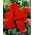 Begonia Fimbriata (sfrangiata) - rossa - confezione grande! - 20 pezzi