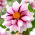 Dahlia - Edge of Joy - large pack! - 10 pcs