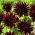Cactus dahlia - Tamburo - large pack! - 10 pcs