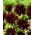 Cactus dahlia - Tamburo - large pack! - 10 pcs