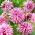 Cactus dahlia - Hy Trio - stor pakke! - 10 stk