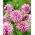 Cactus dahlia - Hy Trio - stor pakke! - 10 stk