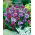 Babiana - colour mix - XL package! - 500 pcs