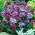 Babiana - colour mix - XL package! - 500 pcs