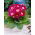 Blanche De Meru rosa-weiße Gloxinie (Sinningia speciosa) - Großpackung! - 10 Stk - 