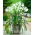 Nerine Alba - gros colis ! - 10 pieces