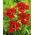 Double Firecracker daylily - large package! - 10 pcs