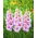 Venezia gladiolus - stor pakke! - 50 stk.