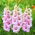Venezia gladiolus - stor pakke! - 50 stk.