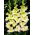 Alicia gladiolus - stort paket! - 50 st