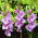 Alpha gladiolus - 5 pcs