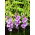 Alpha gladiolus - 5 pcs