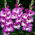 Anouk gladiolus - stort paket! - 50 st