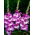 Anouk gladiolus - stort paket! - 50 st