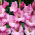 apr?s Toi gladiolus - 5 stk.