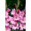 Apr?s Toi gladiolus - 5 pcs