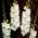 Bangladesh gladiolus - large package! - 50 pcs
