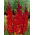 Brown Sugar Gladiolus - 5 Stk - 