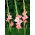 Chatelaine gladiolus - 5 stk.