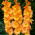 Gladiolen Gouden Wastafel - 5 stuks - 