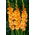 Gladiolen Gouden Wastafel - 5 stuks - 