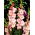 Dolce Vita gladiolus - 5 st