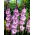 Mediterranee gladiolus - 5 st