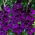 Mombasa gladiolus - 5 pcs