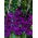 Mombasa gladiolus - 5 pcs