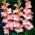 Monte Gordo gladiolus - stor pakke! - 50 stk.