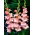 Monte Gordo gladiolus - stor pakke! - 50 stk.