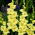 Gladiolus Morning Gold - pacote grande! - 50 peças