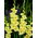 Gladiolus Morning Gold - pacote grande! - 50 peças