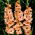 Sabor gladiolus - iso paketti! -50 kpl