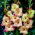 Shooter gladiolus - 5 pcs