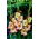 Shooter Gladiolus - 5 Stk - 