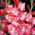 Sen gladiolus - 5 ks