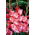 Sen gladiolus - 5 ks