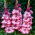 Gladiola lui Ted Trump - 5 buc.