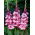 Gladiola lui Ted Trump - 5 buc.