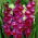 Velvet Eyes gladiolus - 5 pcs