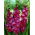 Velvet Eyes gladiolus - 5 pcs