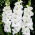Tibet gladiolus - 5 stk.