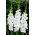 Tibet gladiolus - 5 stk.