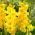Golden Sunrise Gladiolus - Großes Paket! - 50 Stück - 